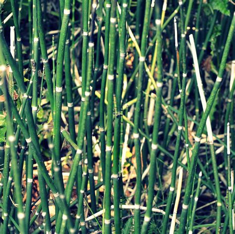 Snake Grass On The Beach Photograph by Michelle Calkins