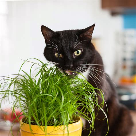 Cat Grass: A Treat for Your Cat and Your Houseplants – Gus & Bella