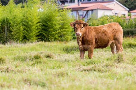 View on Cow Limousine Breed Stock Photo - Image of farming, pasture ...