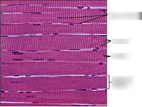 Skeletal Muscle Histology Diagram | Quizlet