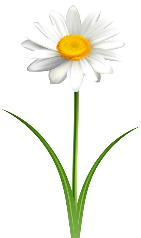 Elegant Daisy Flower Vector Art Eps Ai Svg Pdf Png And Clip Arts ...