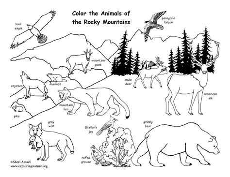 Rocky Mountain Animals Coloring