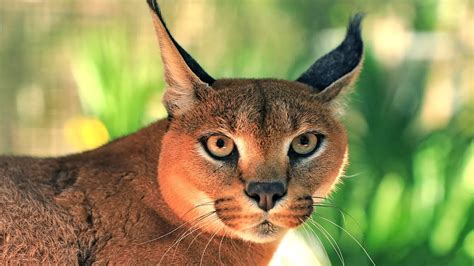 Caracal Big Floppa Cat Breed