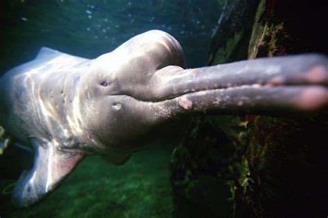 Amazon River Dolphin – "OCEAN TREASURES" Memorial Library