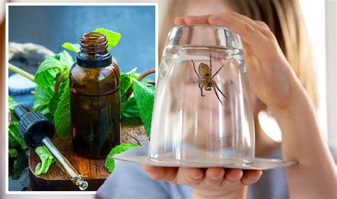 How to get rid of house spiders - natural ‘spider-repulsing scents ...