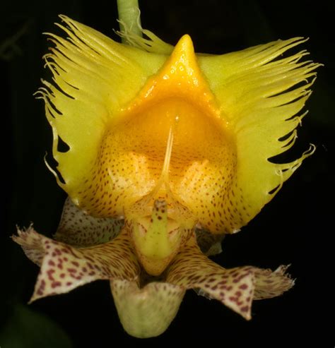 Catasetum fimbriatum