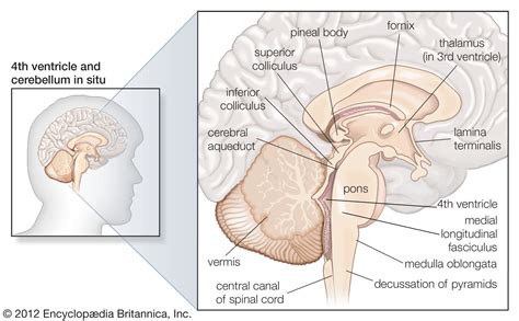 Midbrain | Anatomy & Function | Britannica