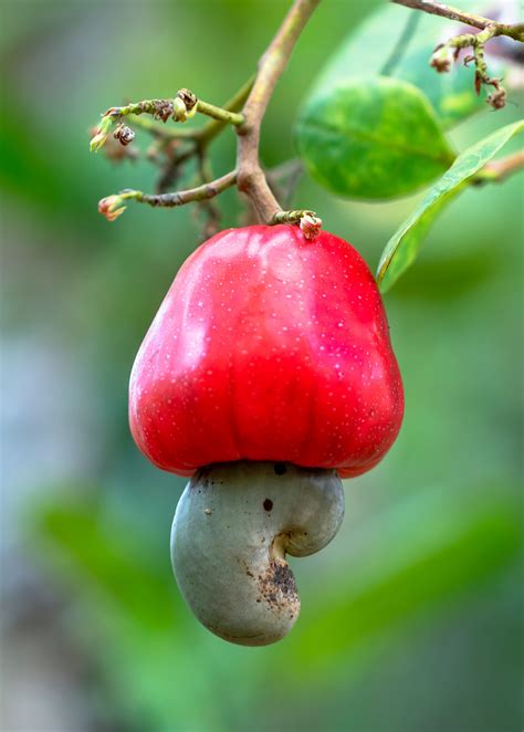 Cashew (Anacardium occidentale) | Fruit Tree | Sow Exotic