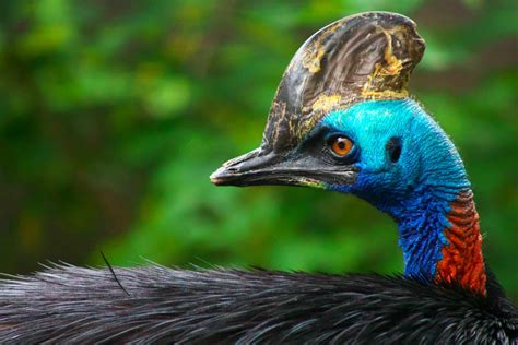 Fascinating Australian Cassowary Facts for Kids