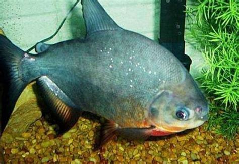 Wonders of nature: amazing pacu fish that has human teeth