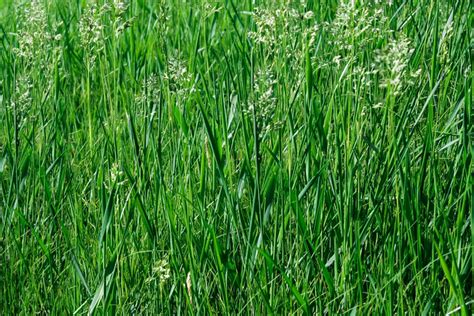 How to Grow and Care for Tall Fescue Grass