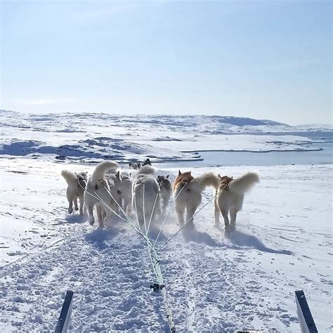 Unique Sled Dogs Helped the Inuit Thrive in the North American Arctic ...