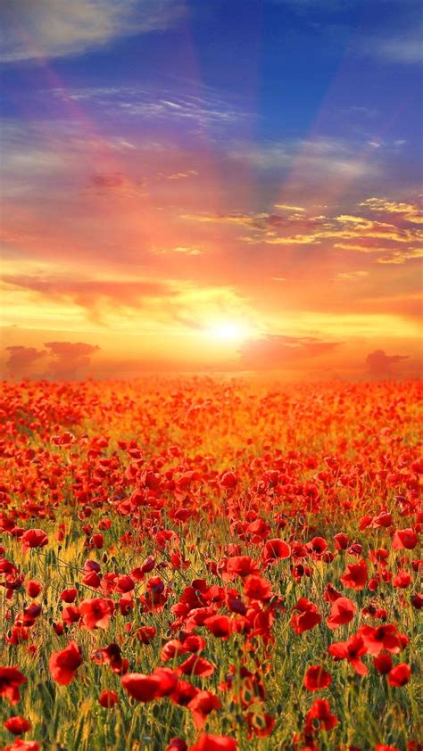 Flower Sunrise Wallpapers - Top Free Flower Sunrise Backgrounds ...