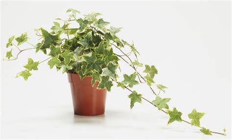 Hedera- Elle Nederland Hedera Helix, Ivy Plant Indoor, Plant Decor ...