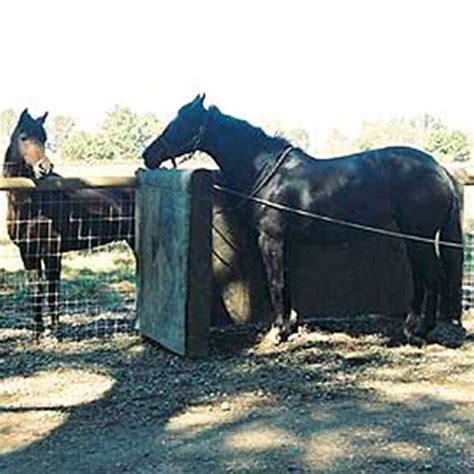 Silent Heat in the Mare - Causes and Resolutions