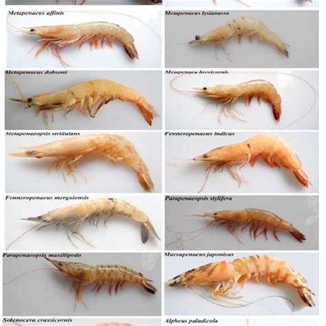 (PDF) Molecular identification of shrimp species, Penaeus semisulcatus ...