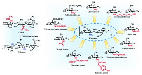 Synthesis of chitosan from chitin and structures of some of ...