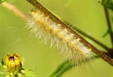 Virginia tiger moth caterpillar - Spilosoma virginica - BugGuide.Net