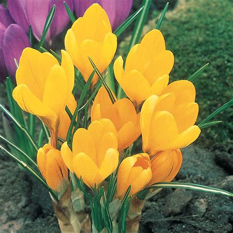 Shop Yellow Mammoth Giant Dutch Crocus | Breck's