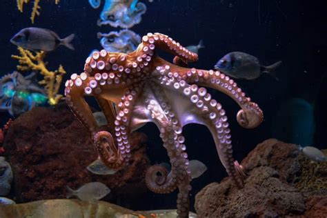 OCTOPUS SPIRIT ANIMAL - Symbolism & Dreams