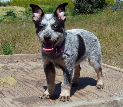 Toy Blue Heeler Puppies For Sale In Texas - ToyWalls