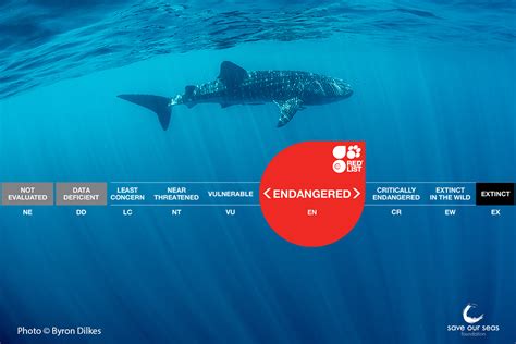 International Whale Shark Day - Save Our Seas Foundation