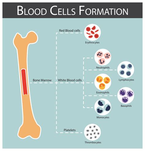 Blood cells Formation bone marrow produce blood cells series ...