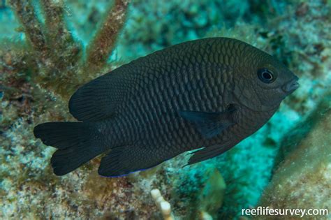 Stegastes diencaeus - Longfin Damselfish | ReefLifeSurvey.com