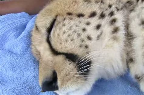 Send This Audio Of A Cheetah Purring To Anyone Who Needs It