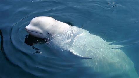 Beluga Whale: Behavior, Conservation, and Importance in the Ecosystem