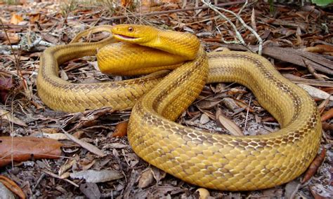 8 Yellow Snakes In Florida - AZ Animals