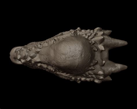 Pachycephalosaurus Skull on Behance