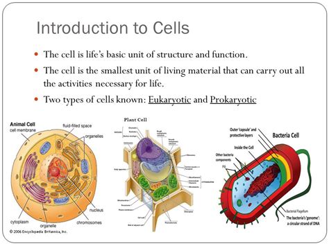 Introduction to the Cell