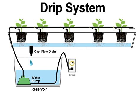 Best Hydroponic Drip System – Ultimate Guide – Small Scale Gardener