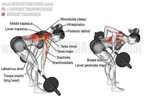 Barbell underhand-grip bent-over row exercise instructions and video