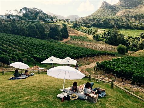 Best Wine Tasting Farms in Cape Town | Your Way To Travel