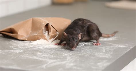 Mice Control & Extermination | Winchester Pest Control | Pest Exit