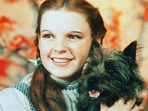 Toto – Wizard of Oz: Interesting Facts! - Hot Dog on a Leash