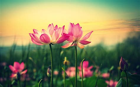 Lotus Flowers Wallpapers - Wallpaper Cave