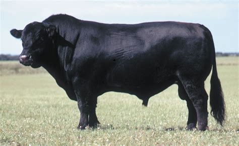 Angus | Grass-fed, Beef Quality, Marbling | Britannica