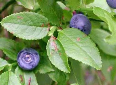 Bilberry: Pictures, Flowers, Leaves & Identification | Vaccinium myrtillus