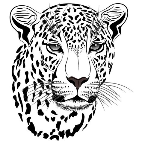 Set of Cheetah vector picture art 14 - Vector Animal free download