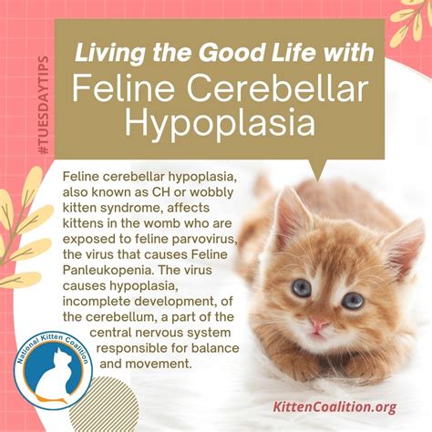 Living the Good Life with Feline Cerebellar Hypoplasia - National ...