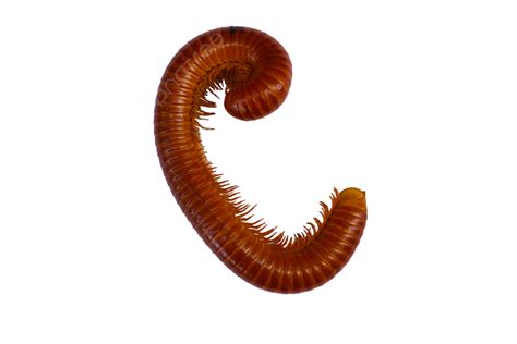 Giant Millipede Centipede, White, Brown, Monster PNG Transparent Image ...