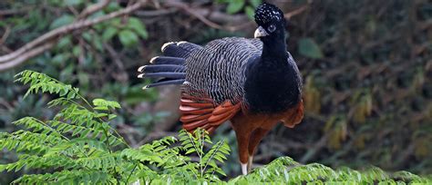 Blue-billed Curassow - American Bird Conservancy