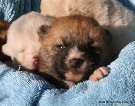 These Photos Of Baby Dingoes Will Make You Forget That They're Predators