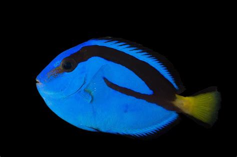 The Zoo Review: From the News: 'Dory' Bred in Captivity for First Time