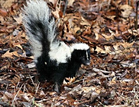 9 Striking Skunk Facts