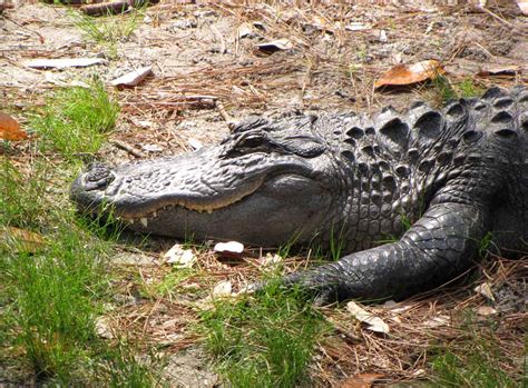 Okefenokee Swamp Park | Rural Ramblings...