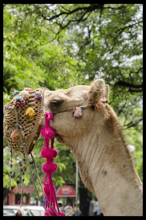 Indian Camel stock photo. Image of decorated, camel, india - 36360386